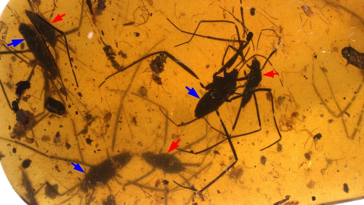 Jurassic Park? Mosquitos copulando foram preservados na resina há 100 milhões de anos